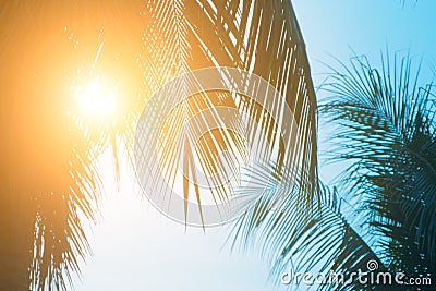 Evening sun shines through the coconut in the garden. Stock Photo