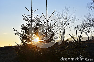 The evening, the tree silhouette, very beautiful Stock Photo