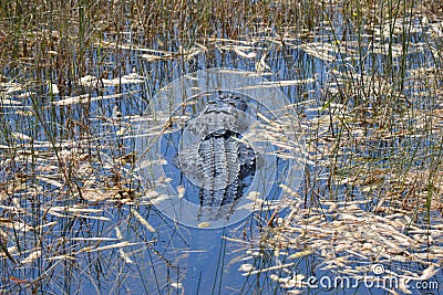 Everglades Alligator swimming in marsh Stock Photo