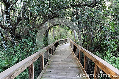 Everglades Cypress Swamp Stock Photo