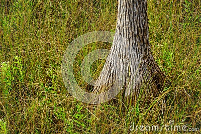 Everglades cypress tree Stock Photo