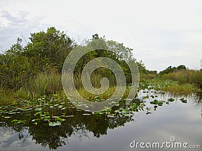 the everglades in florida Stock Photo