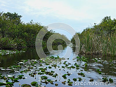 the everglades in florida Stock Photo