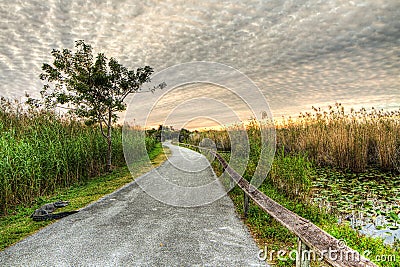 Everglades Sunrise - Alligator on Guard Stock Photo