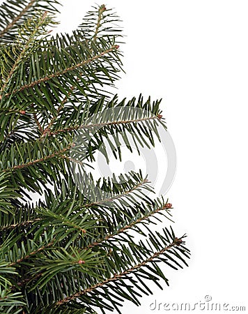 Evergreen Boughs Stock Photo