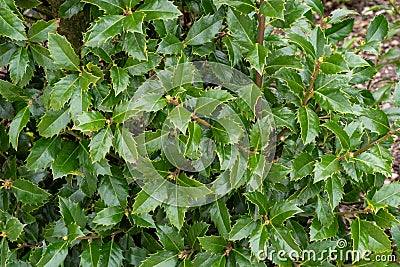 Evergreen boughs green leaves. Ilex aquifolium Christmas holly natural decor Stock Photo