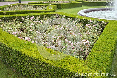 Evergreen boxwood hedge adorn a rose garden Stock Photo