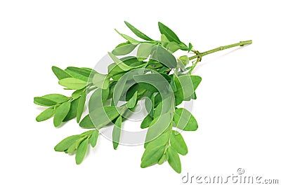 Evergreen boxwood twig Stock Photo