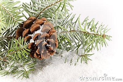 Evergreen Branch with Cone Stock Photo