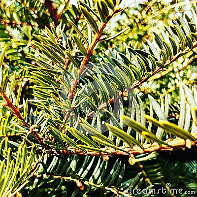 Evergreen bush spines Stock Photo