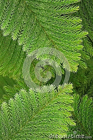 Evergreen coniferous leaves Stock Photo