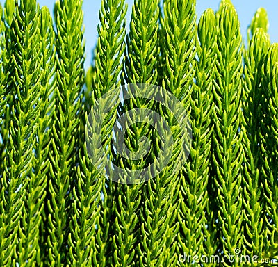 Evergreen cypress closeup. Green tree branch macrophoto. Stock Photo