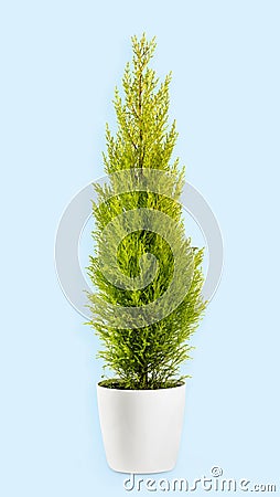 Evergreen cypress plant in ceramic pot Stock Photo