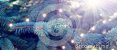 evergreen fir branches banner for Christmas holidays Cartoon Illustration