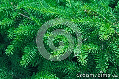 Evergreen fir trees Stock Photo