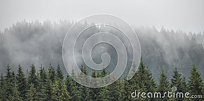 Evergreen firs, larches pines forest with fog and low clouds. Nostalgic look. Stock Photo