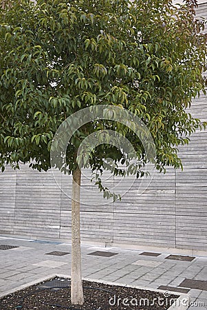 Ligustrum lucidum tree Stock Photo