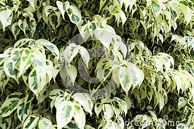 Evergreen foliage of variegated ficus Stock Photo