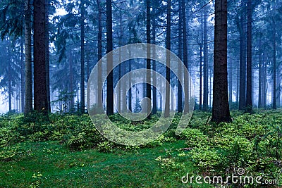 Evergreen forest Stock Photo