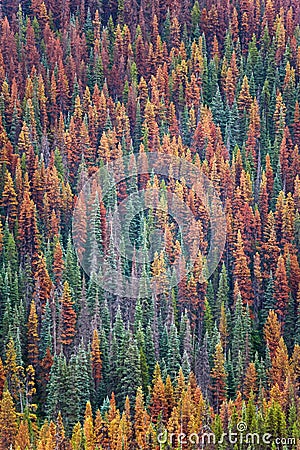 Evergreen forest infected with the mountain pine beetle Stock Photo