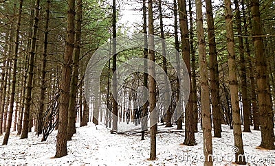 Evergreen Forest In The Winter Stock Photo