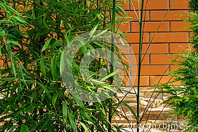 Evergreen graceful green leaves bamboo Phyllostachys aureosulcata on brick wall background Stock Photo
