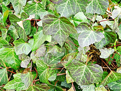 Evergreen ivy leaves seen up close Stock Photo