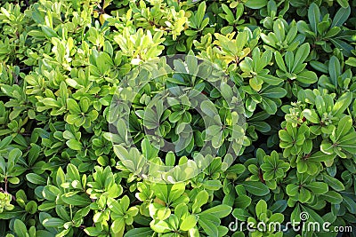 Evergreen Leaves. Texture. Beautiful green leaves in sunlight Stock Photo