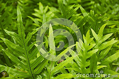 Evergreen leaves of Wart fern of Hawaii Stock Photo