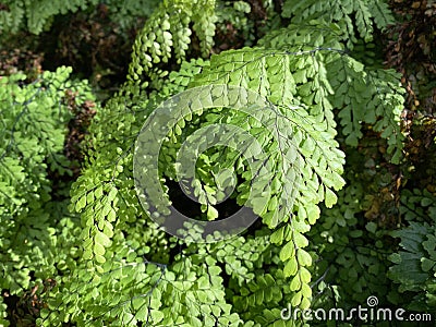 Evergreen maidenhair Adiantum venustum, Himalayan Maidenhair, Himalaja-Venushaar-Farn oder ImmergrÃ¼ner Frauenhaarfarn Stock Photo