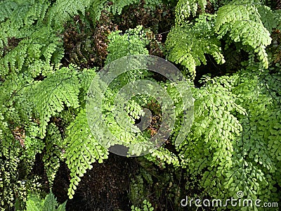 Evergreen maidenhair Adiantum venustum, Himalayan Maidenhair, Himalaja-Venushaar-Farn oder ImmergrÃ¼ner Frauenhaarfarn Stock Photo