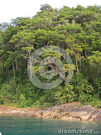 Evergreen native forest vicente perez rosales national park Stock Photo