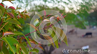 New growing leaves of Jaam Jambul Jamun or Jamblang Syzygium cumini on branch of tree Stock Photo