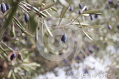 Evergreen olive tree branches with ripening fruits Stock Photo