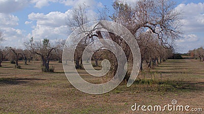 Evergreen olive trees are losing foliage, arid climate and a biological problem Stock Photo