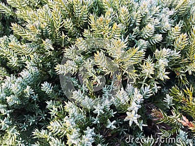 Evergreen ornamental plant with many small needles Stock Photo