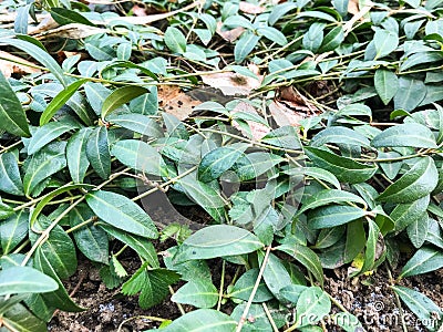Evergreen ornamental plant with many small needles Stock Photo