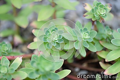 Evergreen Orpine, Hylotelephium anacampseros, plants Stock Photo