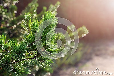 Evergreen pine tree branch in warm morning light. Close-up coniferous tree needle with spider web in sunrise. Beautiful fresh natu Stock Photo