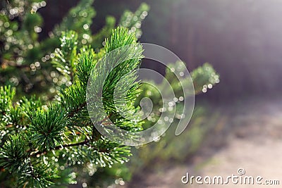 Evergreen pine tree branch in warm morning light. Close-up coniferous tree needle with spider web in sunrise. Beautiful Stock Photo