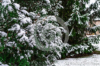 An Evergreen and Pine Tree with Fresh Snow at a Suburban Home Stock Photo