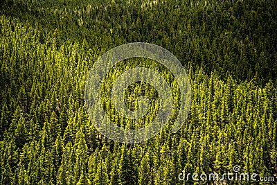 Evergreen Pine Trees - Mountain Forest Stock Photo