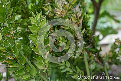 Butcher`s-broom, Ruscus aculeatus, close up view Stock Photo