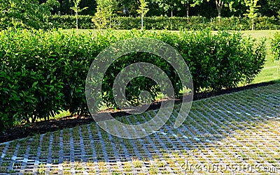 An evergreen shrub in front of a fence of light wood planks will improve the opacity of the street Stock Photo