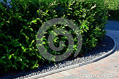 An evergreen shrub in front of a fence of light wood planks will improve the opacity of the street Stock Photo