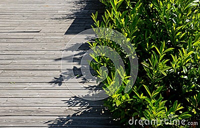 An evergreen shrub in front of a fence of light wood planks will improve the opacity of the street Stock Photo