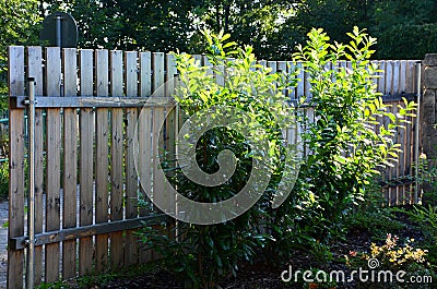 An evergreen shrub in front of a fence of light wood planks will improve the opacity of the street Stock Photo