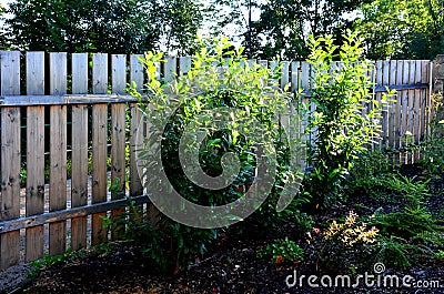 An evergreen shrub in front of a fence of light wood planks will improve the opacity of the street Stock Photo