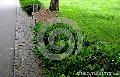 An evergreen shrub in front of a fence made of light wooden planks will improve the opacity of the street. protects the garden fro Stock Photo