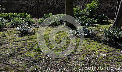 Evergreen shrub in front of a fence made of light wooden planks will improve the opacity of the street. protects the garden from d Stock Photo